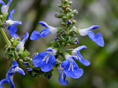 Ideal para macetas o canteros: la planta con bellísimas flores que se banca todo y crece rapidísimo