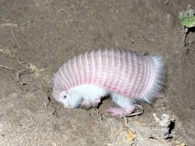 Reapareció un “hada rosa” en la Reserva de Biósfera Ñacuñán