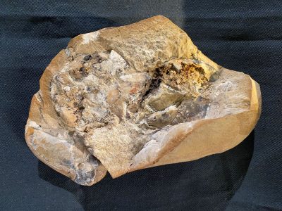 Encontraron en Australia el corazón más antiguo del mundo: perteneció a un pez prehistórico