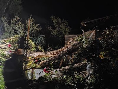 Viento y destrozos en San Martín: evacuaron a dos mujeres tras la caída de un árbol