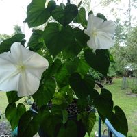 La planta que se banca todo el sol en el verano y regala las flores más hermosas por la noche
