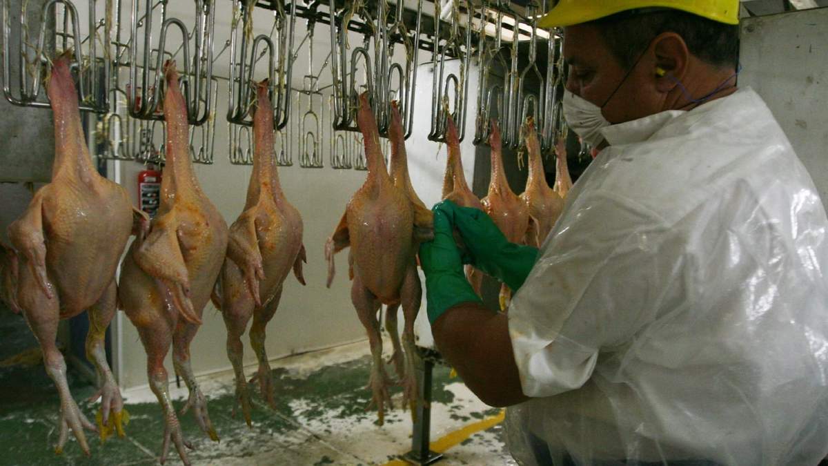 Aves con gripe aviar