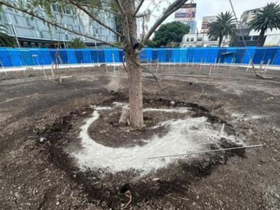Tras ataque, el nuevo ahuehuete de Paseo de la Reforma “tiene brotes”
