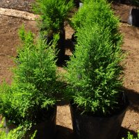 El secreto de los jardineros: la forma para que tu Pino Limón viva muchos años y no se seque