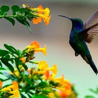 La planta que atrae colibríes y es perfecta para sembrar en canteros por sus hermosas flores
