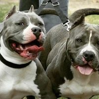Una mujer fue atacada por dos pitbulls en Centenario y un hombre intervino para salvarla