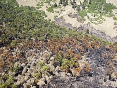 Desde el Gobierno afirman que recuperar el bosque quemado de Quillén tomará cinco veranos