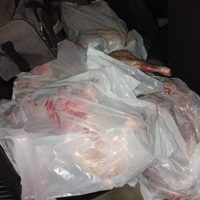 Decomisaron quince chivos faenados que iban en los asientos de una camioneta por Ruta 7