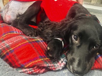 Perra con 6 patas es operada y se adapta a vida en 4 patas