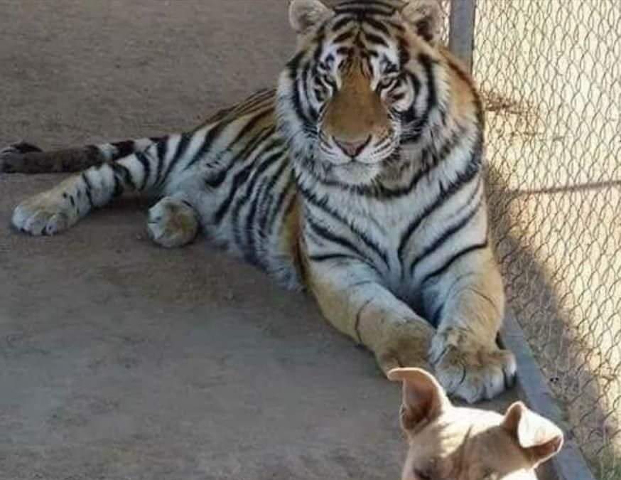 El animal fue robado