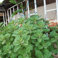 La planta aromática que muchos tienen en su jardín crece rápido, pero puede ser un peligro para tu casa