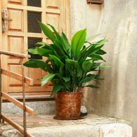 3 plantas imponentes y llamativas que tenés que tener en la entrada de tu casa