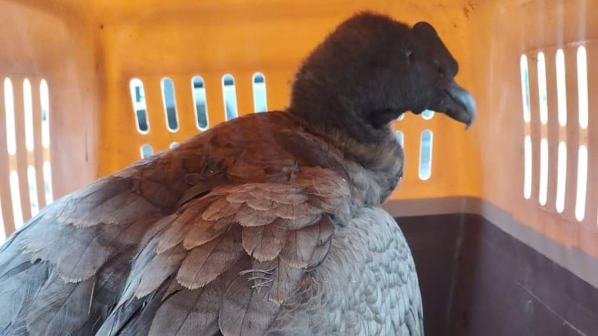 Rescataron a un cóndor andino en Valle Grande