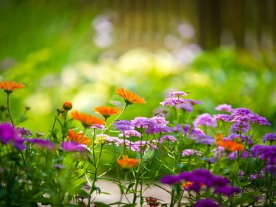 Conocé esta exótica planta que tiene hojas como de terciopelo y un llamativo color