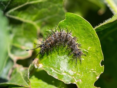 Mitos y verdades sobre las gatas peludas: el insecto con mala fama pero que esconde un poderoso significado