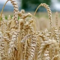 El cambio climático amenaza un tercio de la producción de alimentos