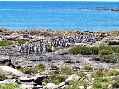 Acuerdan Río Negro y Nación para crear el Parque Nacional Islote Lobos