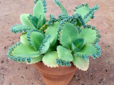 Crece sola: la planta que a muchos no les gusta, pero que es un tesoro