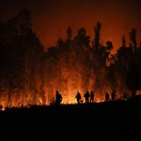 Chile: Incendios han causado muerte de 24 personas
