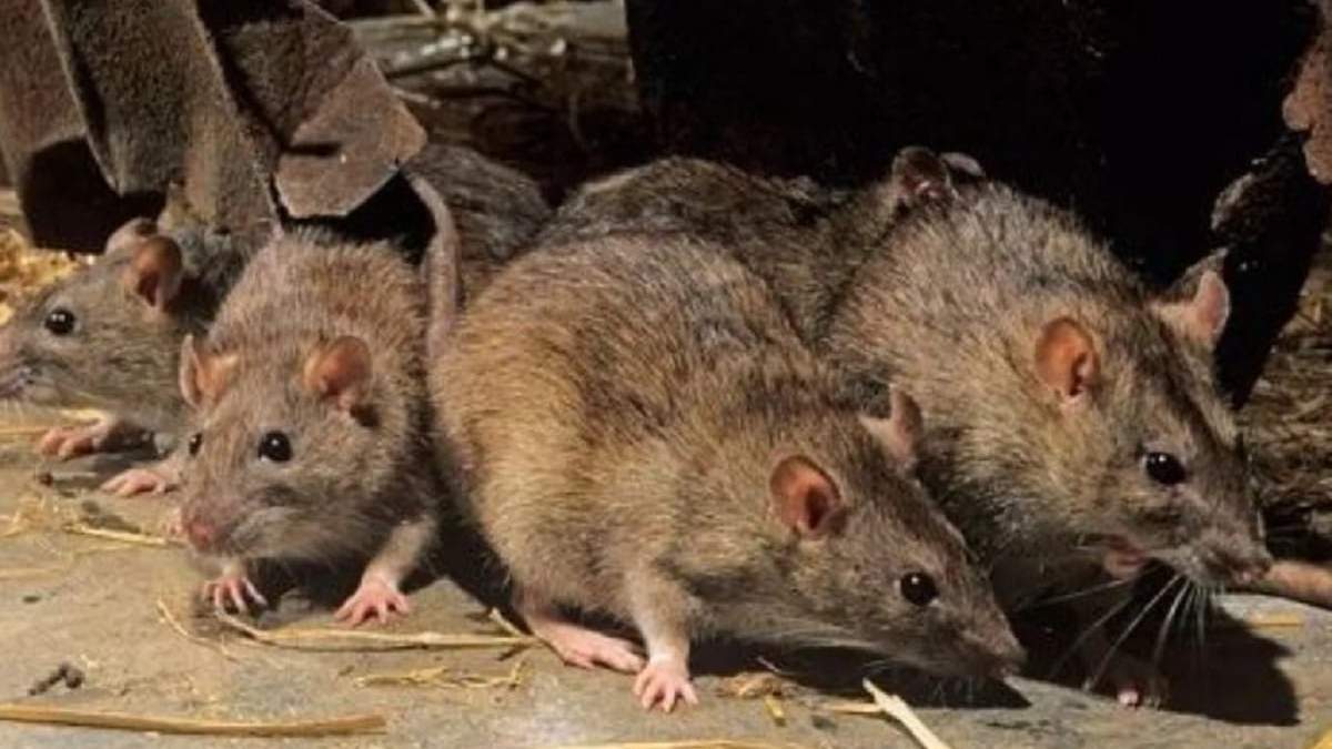El virus se puede encontrar en la orina, la saliva y las heces del roedor colilargo. Fuente: (Crónica)