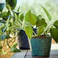 El secreto para que tu planta de Potus se llene de hojas enormes y deje de dar hojas pequeñas