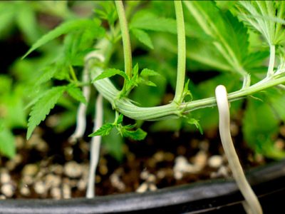 Con solo 1 alambre que encuentres: mirá esta fantástica idea para realizar con tus plantas colgantes