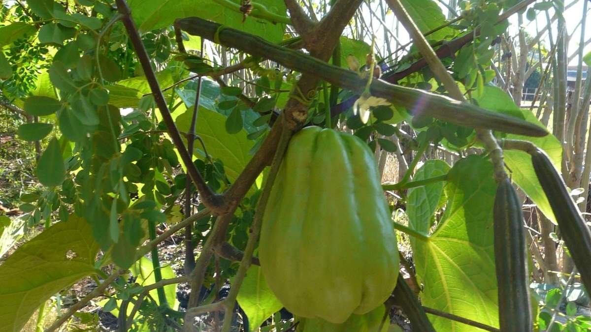 Planta. Fuente: (Instagram)