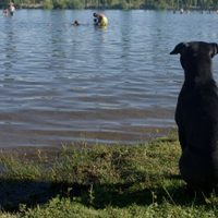 Clima en Neuquén: calor intenso inestabilidad y viento durante la noche