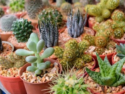 Suculentas: cuáles pueden ser tóxicas y peligrosas para tener en el hogar