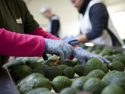Inspectores de EU regresarán gradualmente a empacadoras de mango y aguacate