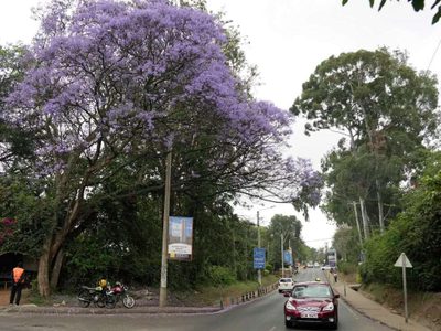 Kenia decreta día festivo para plantar árboles