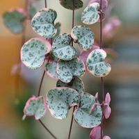 La hermosa suculenta colgante con forma de corazón y color rosado, que casi no necesita cuidados