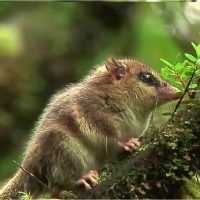 ¿Cuánto sabés sobre el Monito de Monte?