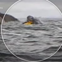 Ballena traga a un hombre que navegaba en kayak; su papá graba el momento (Video)