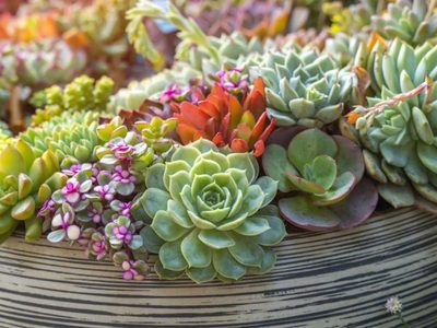 La suculenta que sobrevive con pocos cuidados, protege tu hogar y atrae muchos colibríes