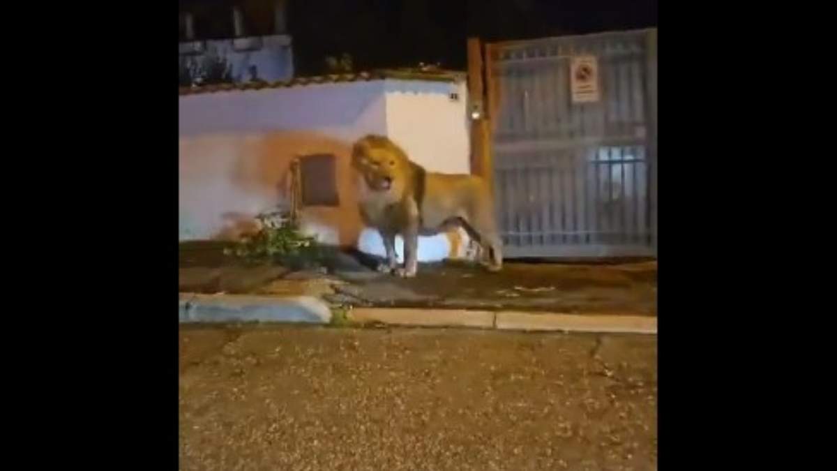 Un león se escapó de un circo en la ciudad portuaria italiana de Ladispoli, al norte de Roma