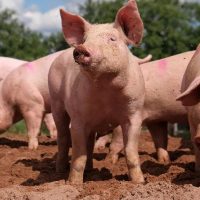 Confirman nuevos casos de triquinosis en dos provincias argentinas