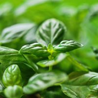 Plantas: conocé la flor que es un tesoro para preparar infusiones por su increíble poder calmante