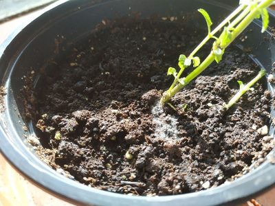Si ves estas manchas blancas en la tierra de tus plantas, no te asustes: así las podés eliminar sin usar químicos