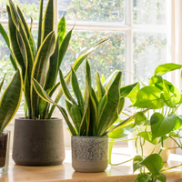 Las plantas que no pueden faltar en tu hogar según tu signo del zodiaco
