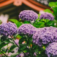 La técnica japonesa que no falla para despertar la floración de tus hortensias y que crezcan sin parar