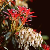 La vas a querer en tu jardín: la planta cuyas hojas cambian de color y sus flores desprenden un delicioso aroma
