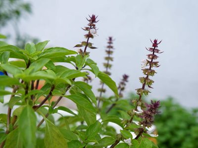 Frío, no te tenemos miedo: cultivá tu planta de Albahaca todo el año con estos trucos de los expertos que no fallan
