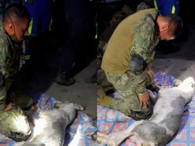 Tras el deslave en el Cerro del Chiquihuite, marino intenta salvarle la vida a perrito (Video)