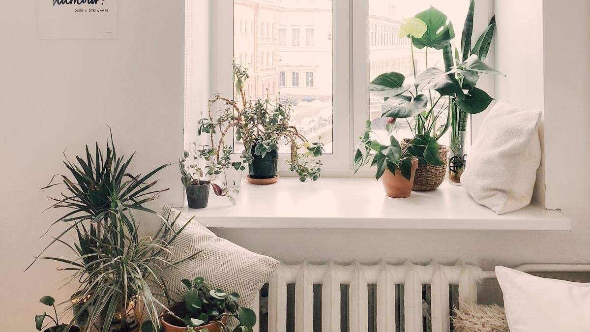 Plantas. Fuente: (X)