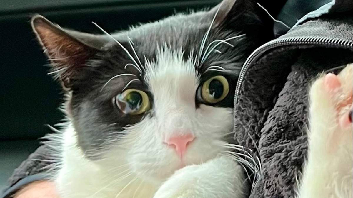 El gato Leo