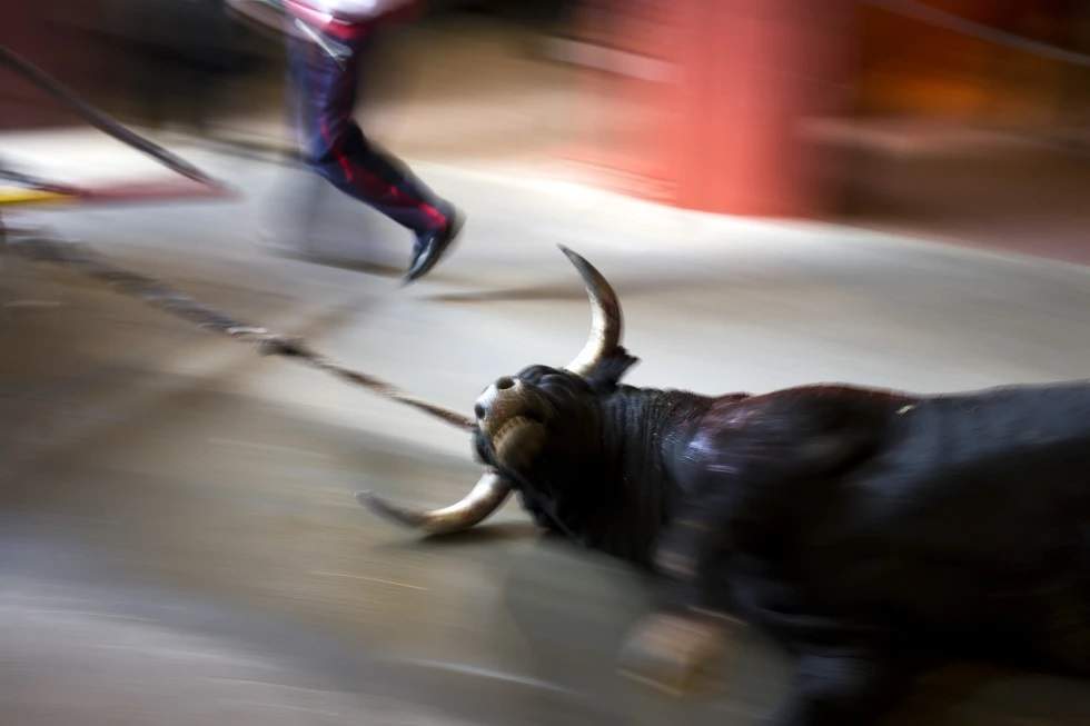 Un toro de lidia es sacado del ruedo después de ser sacrificado por un torero durante una corrida de toros en Las Ventas, Madrid, en 2016
