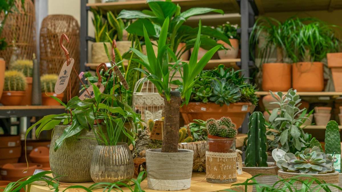 Plantas. Fuente: (Instagram)