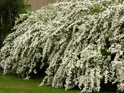 La planta que explota de flores en primavera y es perfecta para jardines grandes