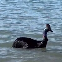 Avistan en Australia un ejemplar del “ave más peligrosa del mundo”